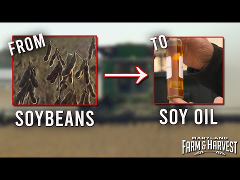 From Soybeans to Soil Oil | Maryland Farm & Harvest