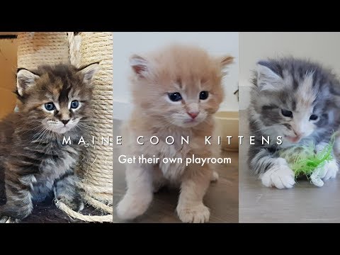 Five week old Maine Coon kittens leave their safe box and get their own big playroom