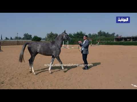 , title : 'ما هي سلالات الخيول العربيه الاصيلة والفرق بينهم'