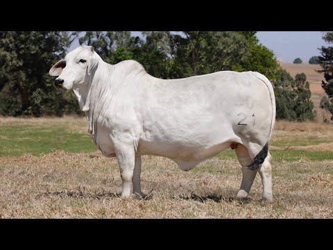 PRIMRO Brahman presents top females for Au Albidus on the 25th October 2025, Bela Bela Vleissentraal