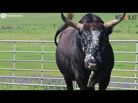 Regainer  Nguni Group Auction- Lot 6: CS 16 311