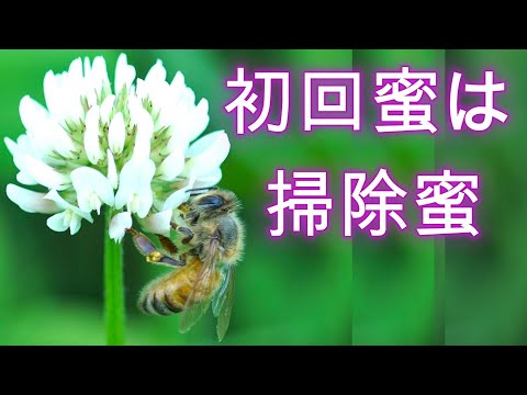 経済学科 晴蜂雨読㉘／ミツバチのクローバーへの訪花、内検の様子--初回蜜は掃除蜜、春のスズメバチトラップの結果の総括 (2024年6月、その1)／山崎亮一／日英字幕付き／First honey harvest