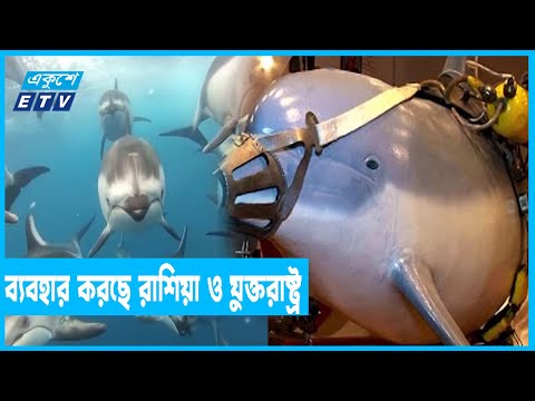 মানুষের সঙ্গে যুদ্ধে যোগ দিয়েছে সমুদ্রের ডলফিন
