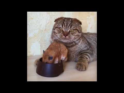 You will get stomach pain to laugh after seeing such cats-Super funny cats video compilation 2018