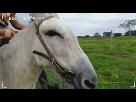Donkey riding double girl