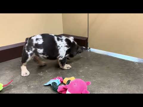 French Bulldog - 343 video preview