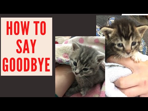 Tips for Saying Goodbye to Foster Kittens: What it's REALLY like & how to NOT foster fail them all!