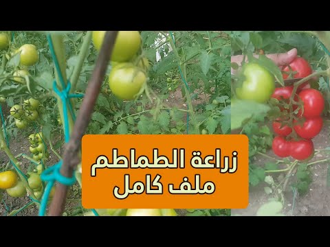 , title : 'شاهد زراعة الطماطم من البذور من طماطمة من الثلاجة وحتى الحصاد ملف كامل'