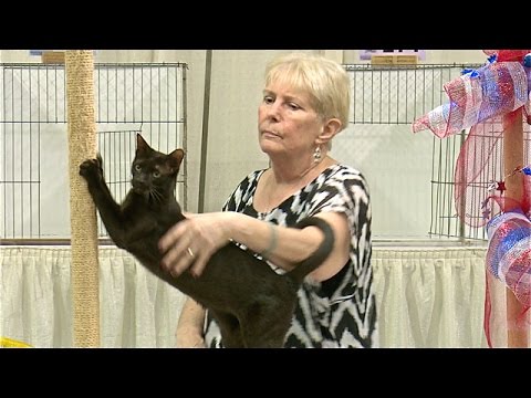 Levels Of Competition In A Cat Show