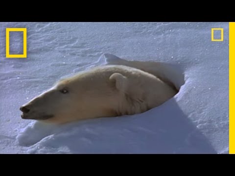 The Joyful Side of a Polar Bear - Fascinating!