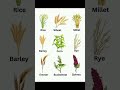 Crops #crops #corn #healthyfood #wheat #rice #corn #vocabularywithpictures