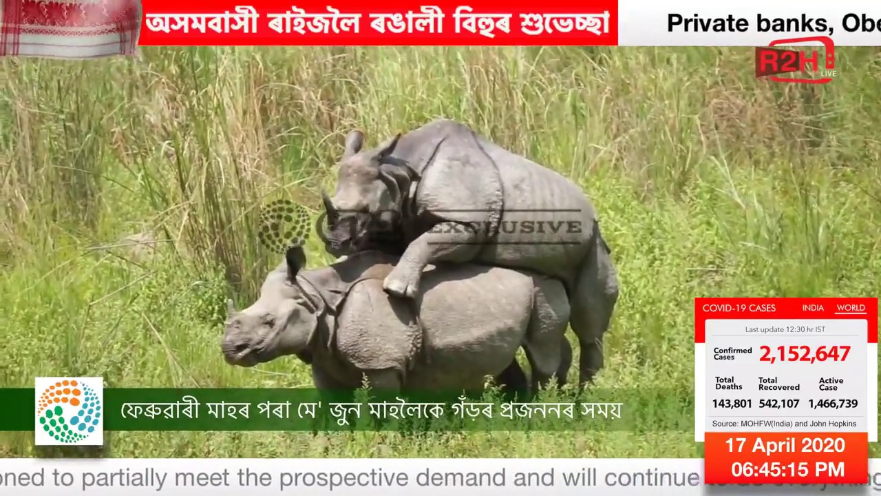 কাজিৰঙাৰ গঁড় ঋতুকালিন প্ৰজননৰ বিৰল দৃশ্য