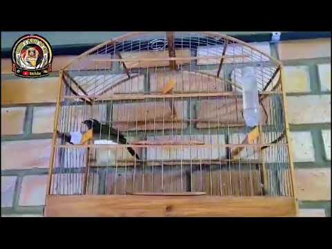 #PapoComTchê - Reações de um trinca ferro bem casado na disputa. (vídeo prático).