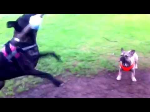 Tia & Alfie 'V' Rope swing