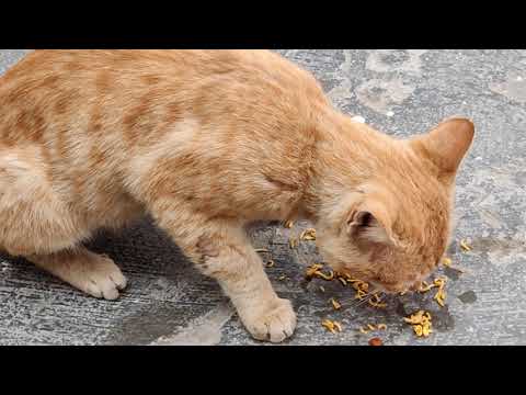 Vegetarian Cat