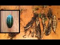 Cucamelons Mexican Sour Gherkins Keeping The Roots For Next Year