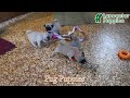 Pug dogs for sale: Goldie - Video 1