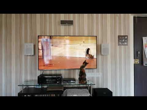 My cat watching the television