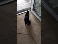 My Cat Caught A Bat