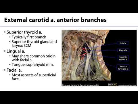 Parotid and Submandibular Triangle LO - Structures Within Parotid Gland