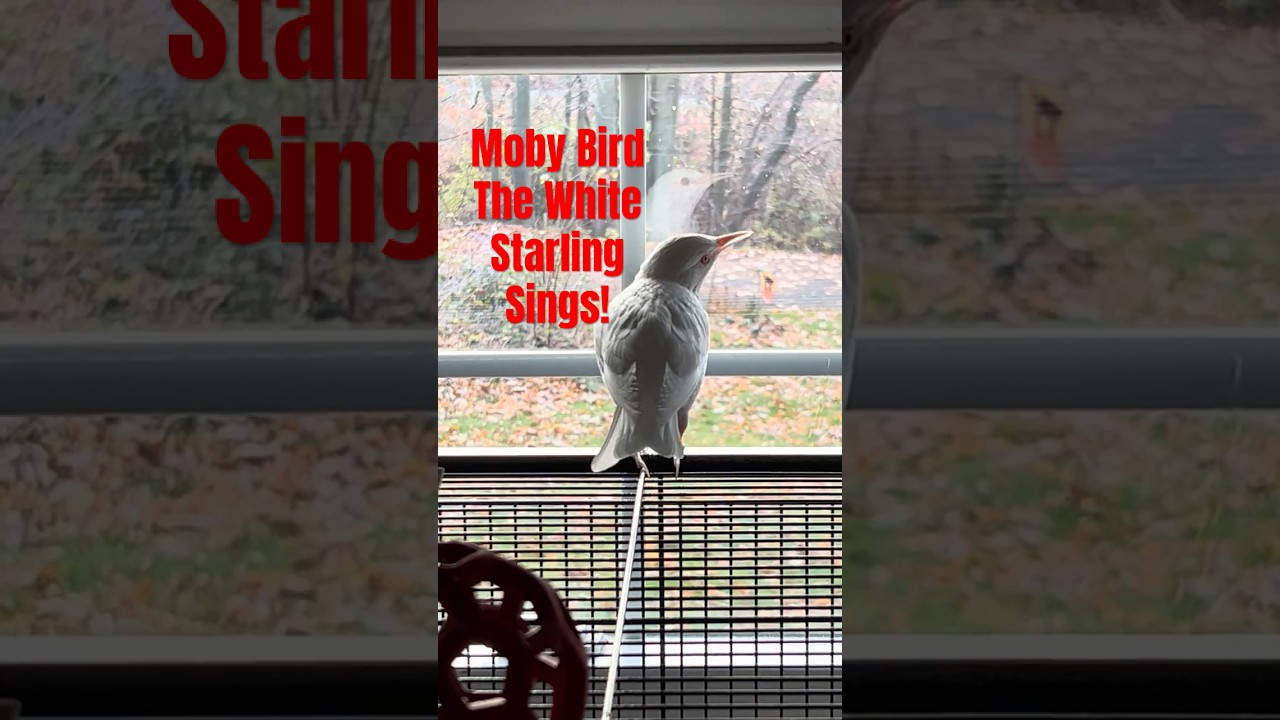 Moby sings to his reflection! Listen to his song! #starling #birds #albino