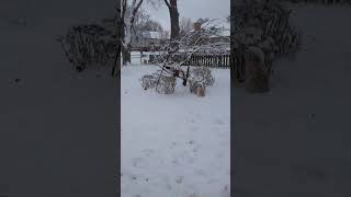 Video preview image #1 Staffordshire Bull Terrier-Unknown Mix Puppy For Sale in Germantown, OH, USA