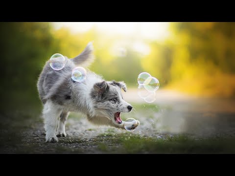 Providing Optimal Nutrition for Australian Shepherds