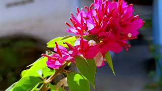 Download lagu BAHTERA CINTA | KANDAS | CEK SOUND DANGDUT KALEM mp3