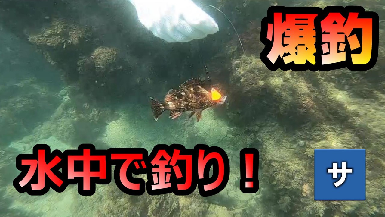 水中で釣りをして食べる動画【ペットボトル魚釣り】海中静岡伊豆下田フィッシングルアー餌エサ簡単仕掛け素潜りダイビングシュノーケルスノーケルスポーツ遊びレジャーオニカサゴ根魚