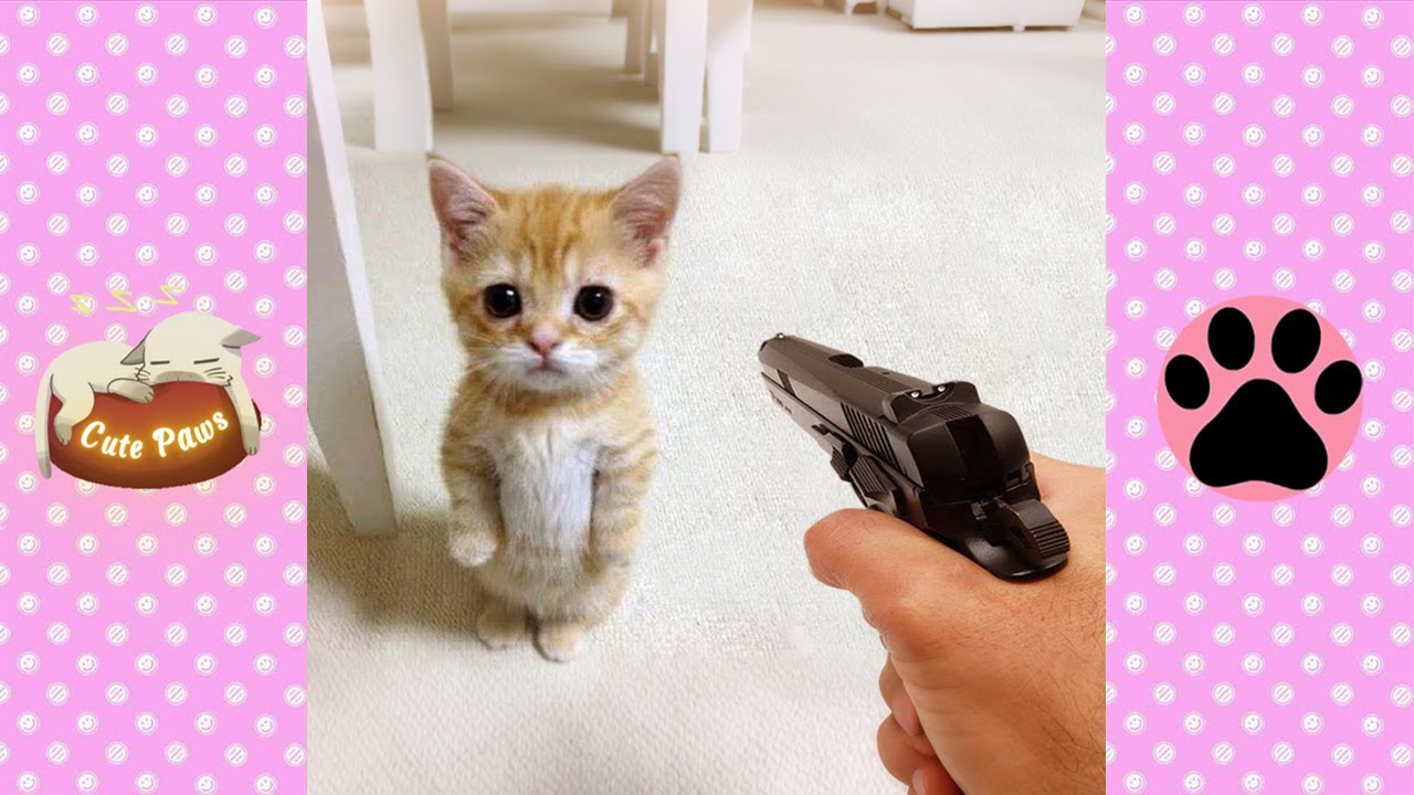 You Laugh You Lose 😍 Funniest Dogs and Cats 2024 🐶😽