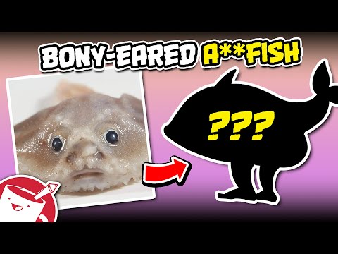 We Drew Animals Based on Their Scientific Names, and I Have Some Questions for Scientists