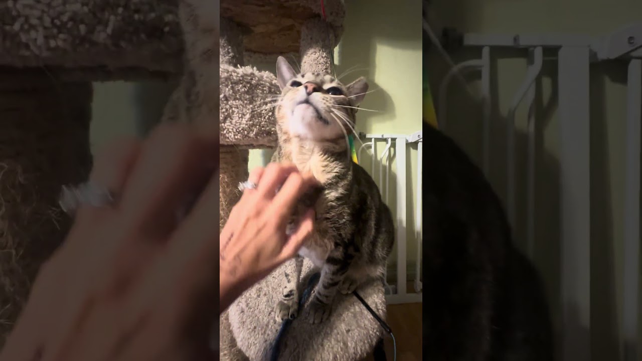 Enlarge Apollo Bell, a Adoptable Domestic Short Hair in Denver, CO video 4/4