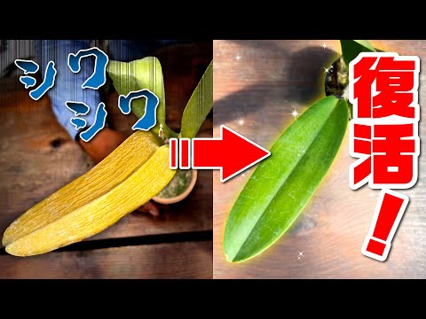 氷を使って蘭に水をやる方法は？根が腐らないようにするためのヒントをご覧ください。  庭園