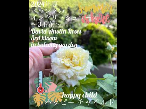 イングリッシュローズ「ブライススピリット」 植物