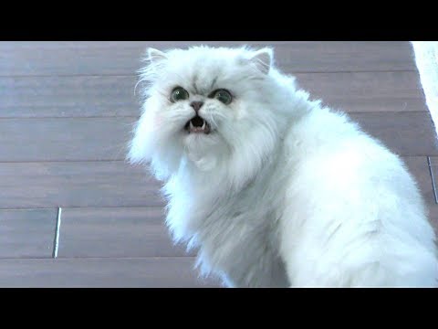 SAVAGE CLOUD CONFIRMED!