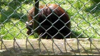 preview picture of video 'Baby Orangutan playing with soil at Monkey World'