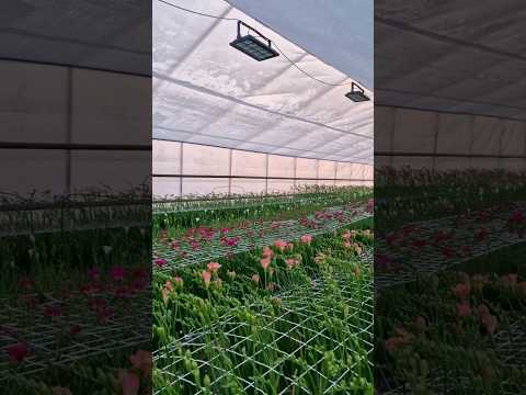Flowering in the spring greenhouse #freesia #flowers #farm #flowerfarm #cuttinggarden