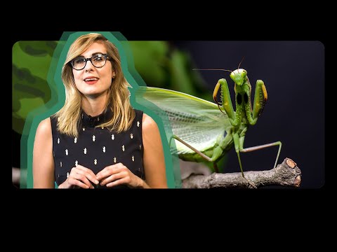 トチノキ州からのバグ |オハイオ州を知る