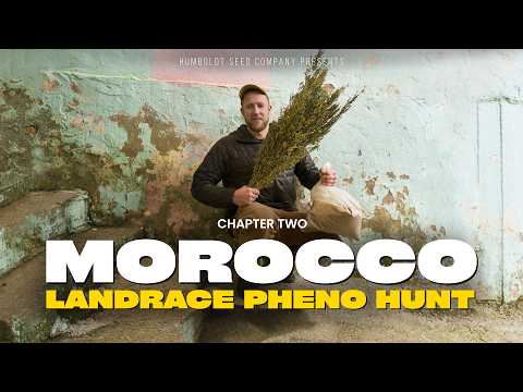 Regardez le reportage complet sur les productions de CBD et de cannabis médical au Maroc par Goldbar420 Suisse. Réalisé par