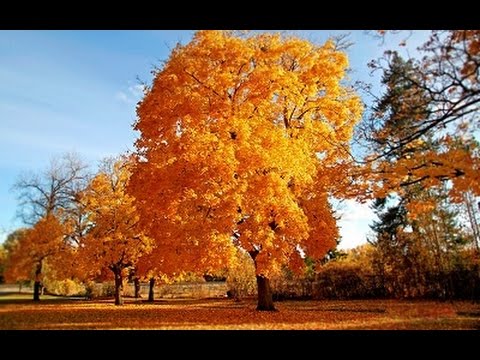 download lagu mp3 mp4 скачать песню про осень, download lagu скачать песню про осень gratis, unduh video klip скачать песню про осень