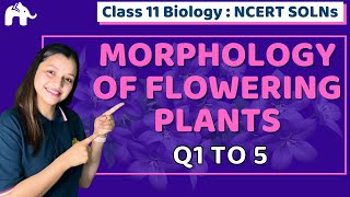 Morphology of Flowering Plants Class 11 Biology | Chapter 5 Ncert Solutions Questions 1-5