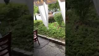 Bear passes through Dimaios in Berkeley Heights