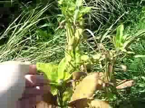 Usefull Plants: Milkweed - Part 2