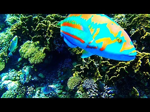 Underwater Wildlife at the coral reef, discover the Red Sea