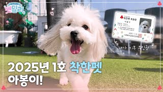 2025년 1호 착한펫 탄생?!! 귀염뽀짝 아봉이🐶 ㅣ슈퍼스타 펫밀리 조정식&아봉이편