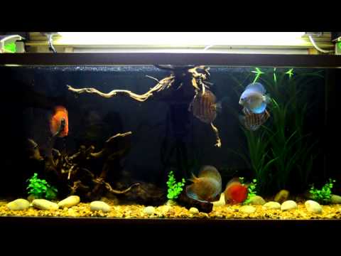 my discus fish tank