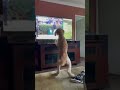 #shorts Perro es engañado por la TV