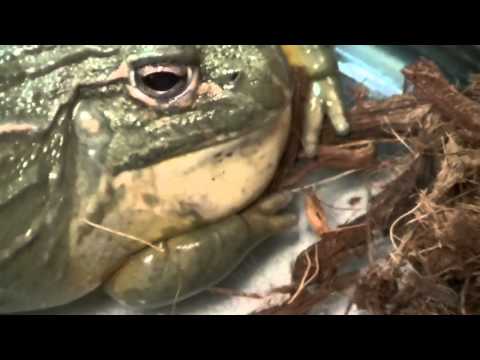 Martinito fascinado con un African Pixie Bullfrog