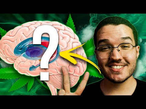 HOW DOES M4C0NHA ACT ON THE BRAIN?