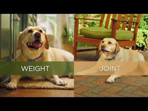 Hill's™ Prescription Diet™ Metabolic + Mobility DOG Ireland